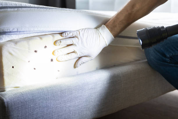 Best Insect Control  in Hazen, AR